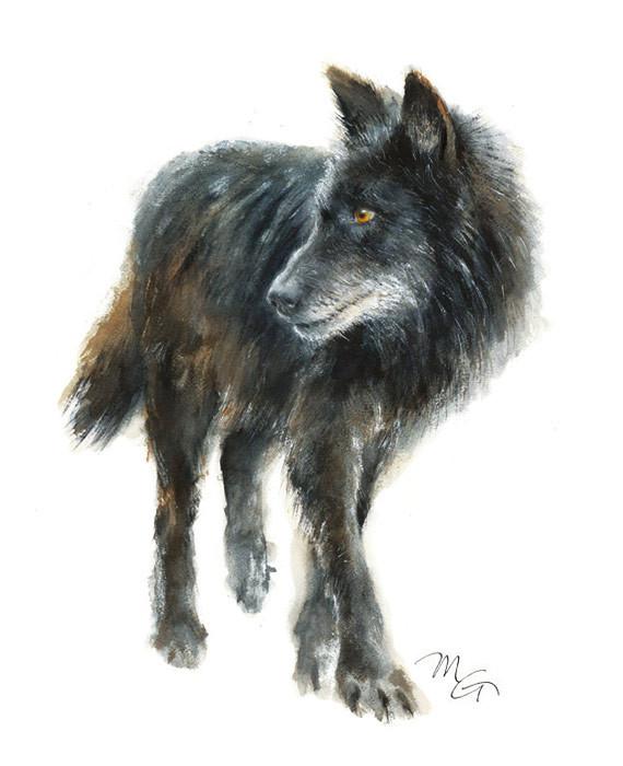  Black Wolf Watercolor Archival Print